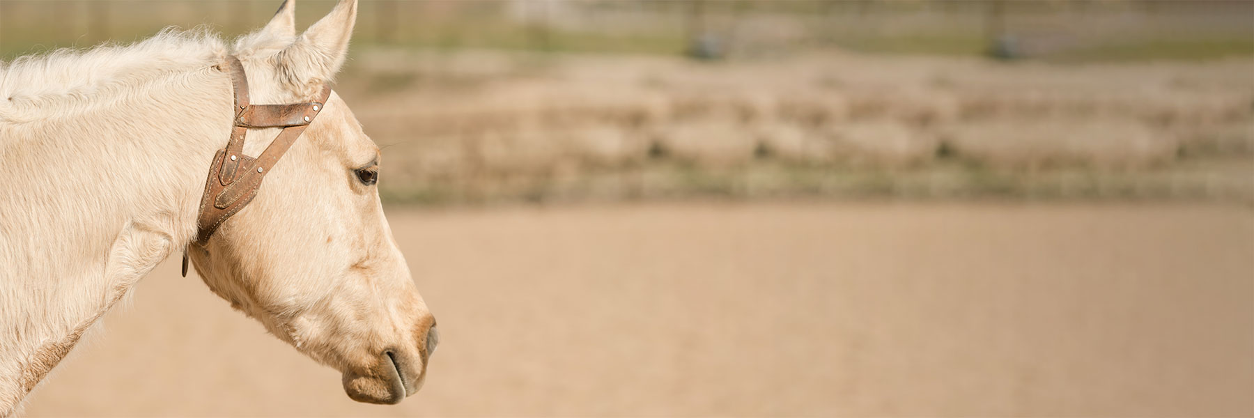 horse in cribbing collar