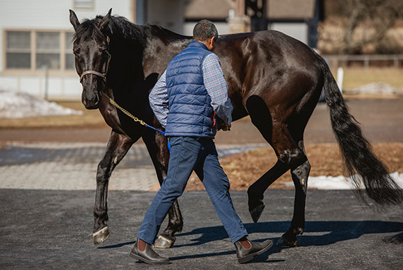 epm in horses