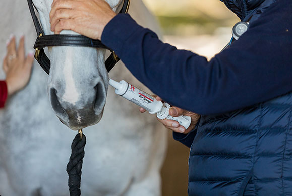 administering Bio-Sponge® paste to horse