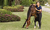 transitioning imported horses