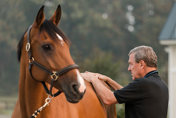 top line horses