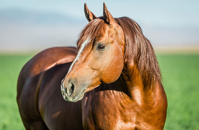 horse