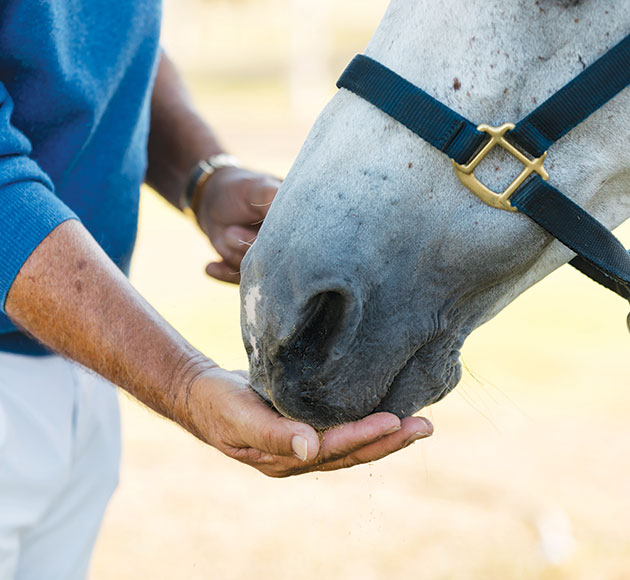 Does Platinum Make Horses Hot?