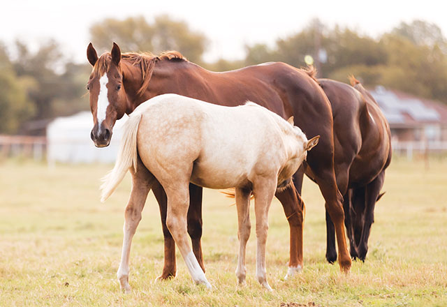 mare nusring a foal
