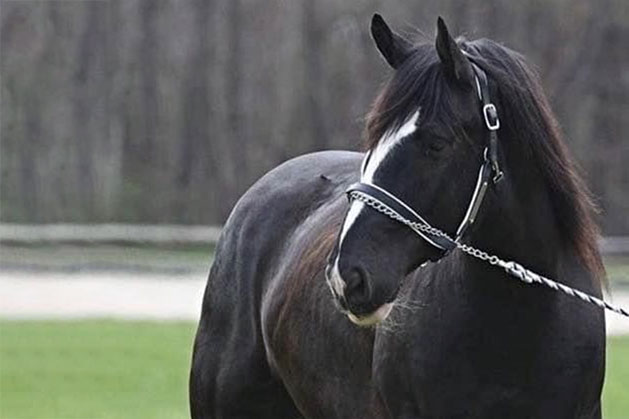 Maximus