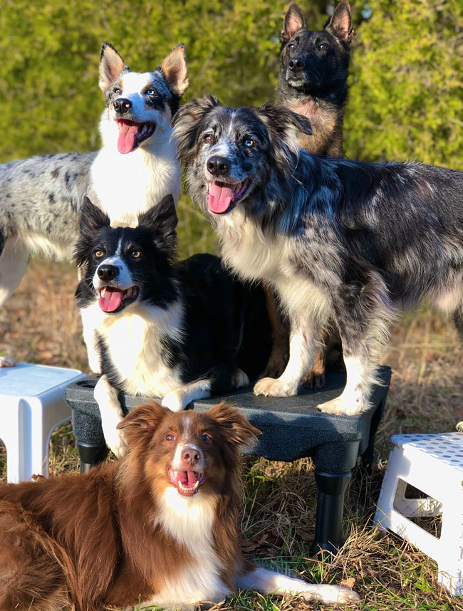 Is dog frisbee a sport?