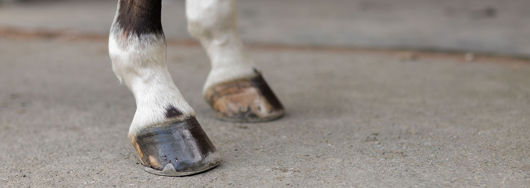 Horse Hoof Care Healthy Horse Hooves Equine Hoof Health