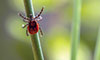 lyme-disease in horses