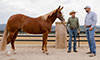 Happy Feet: The Art of Nourishing the Equine Hoof