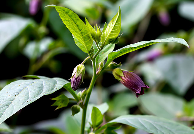 Nightshade