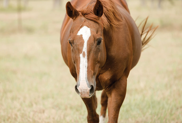 prevention for colitis in horses
