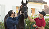 Headshaking Horses