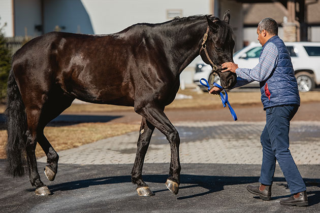 veterinarian examining horse with EPM