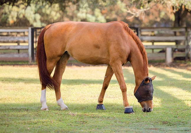 summer tools for horses
