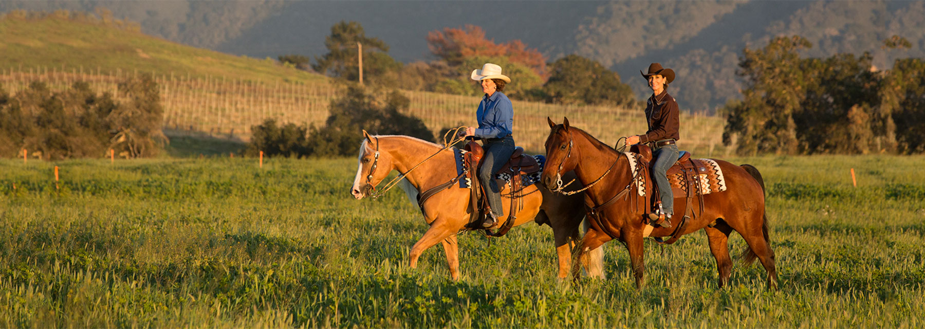 Horses Allergic Response