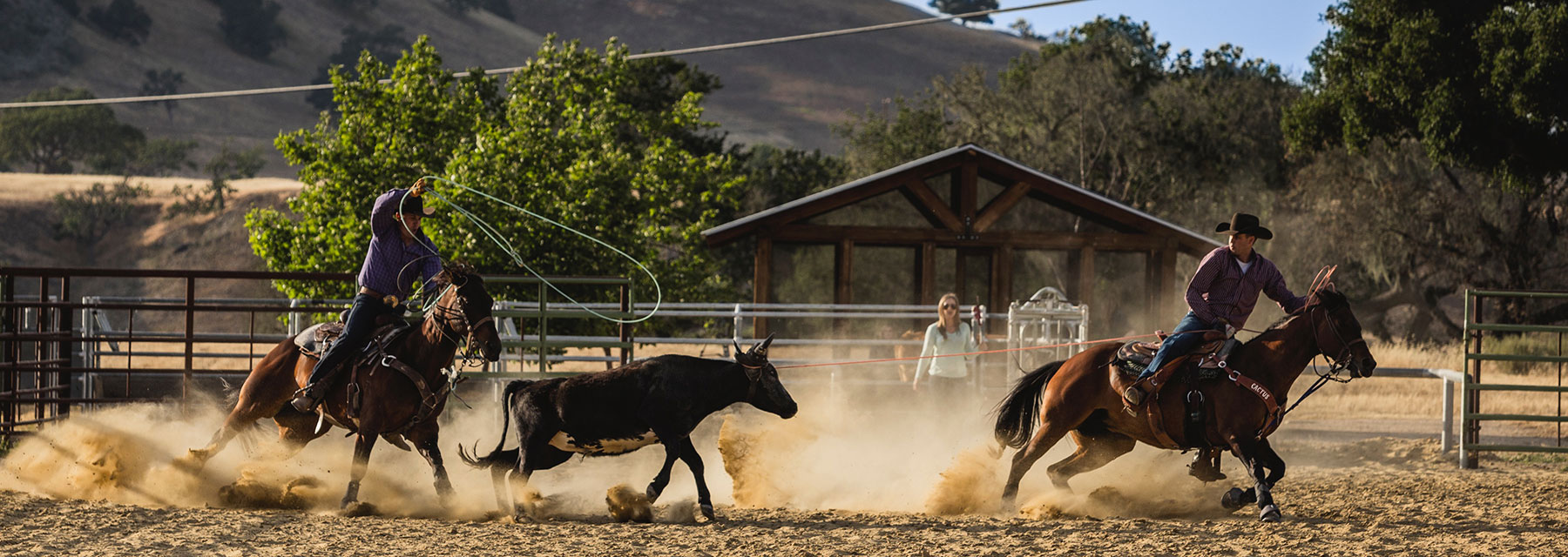 Team Roping Western Performance Horses Team Roping Western Performance Horses
