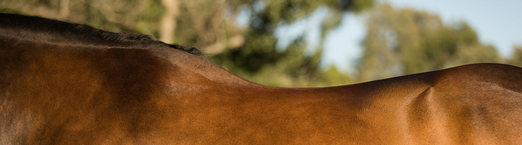 topline in horses