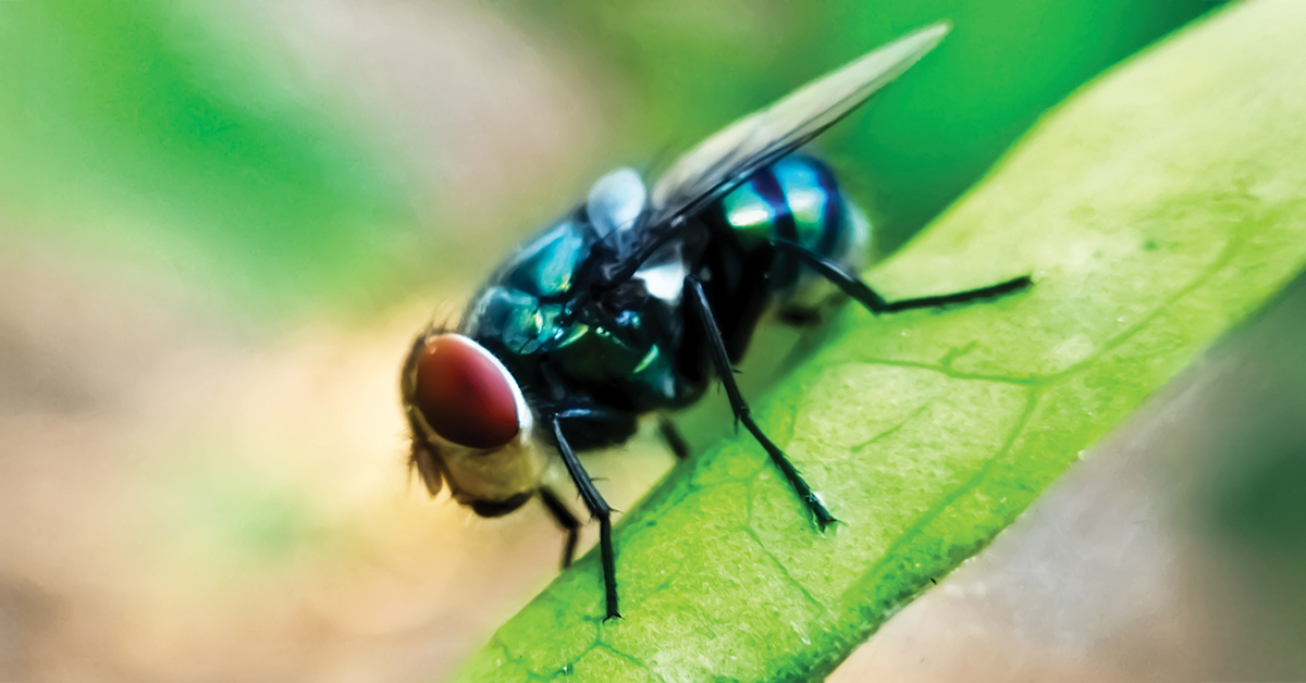 New World screwworm fly on a leaf
