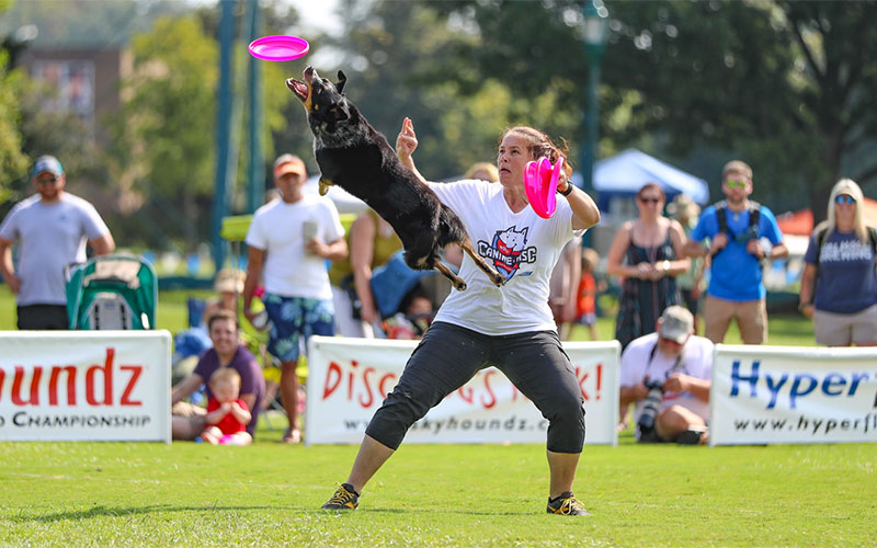 Is dog frisbee a sport?