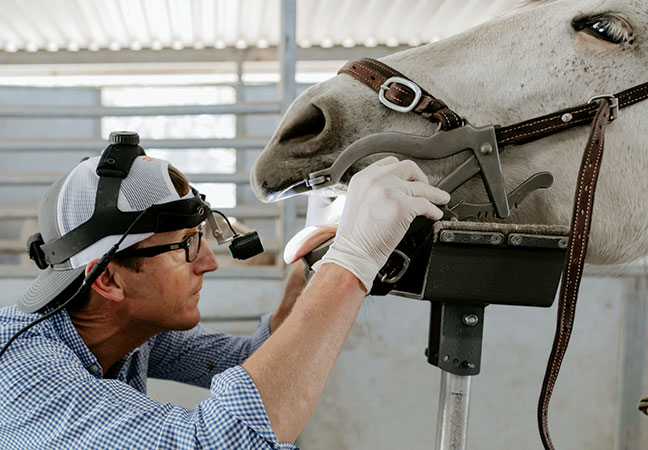equine dentition