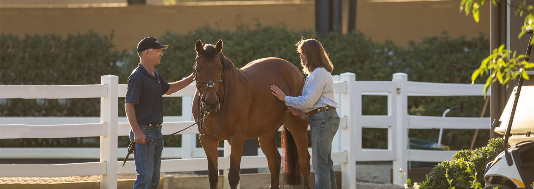 horse colic