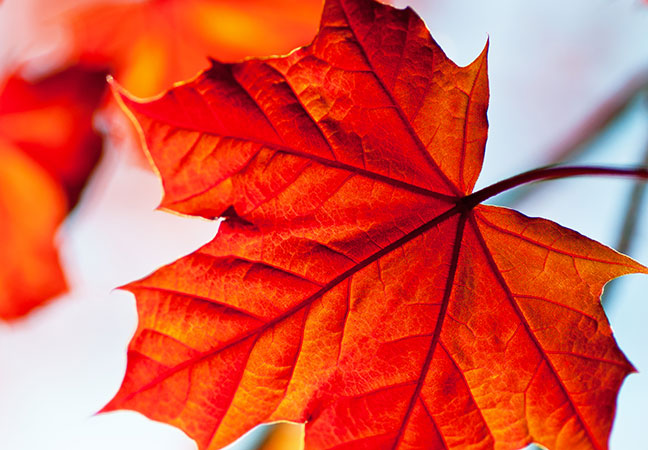 Red Maple