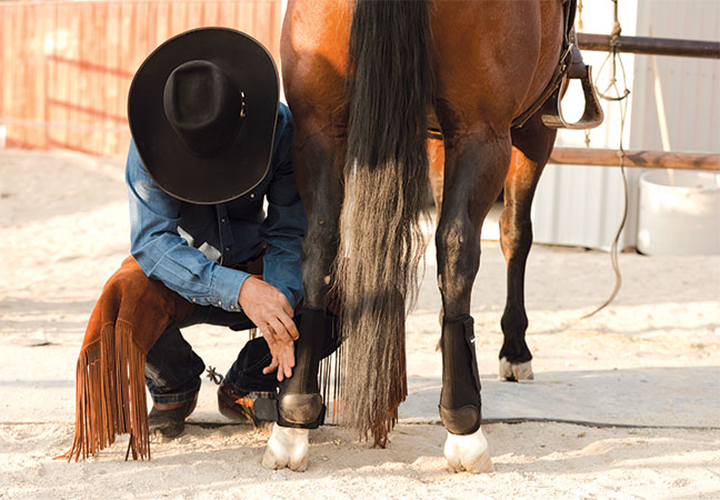 equine soft tissue injuries