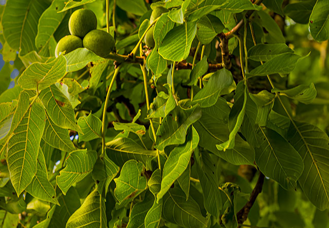 Black Walnut