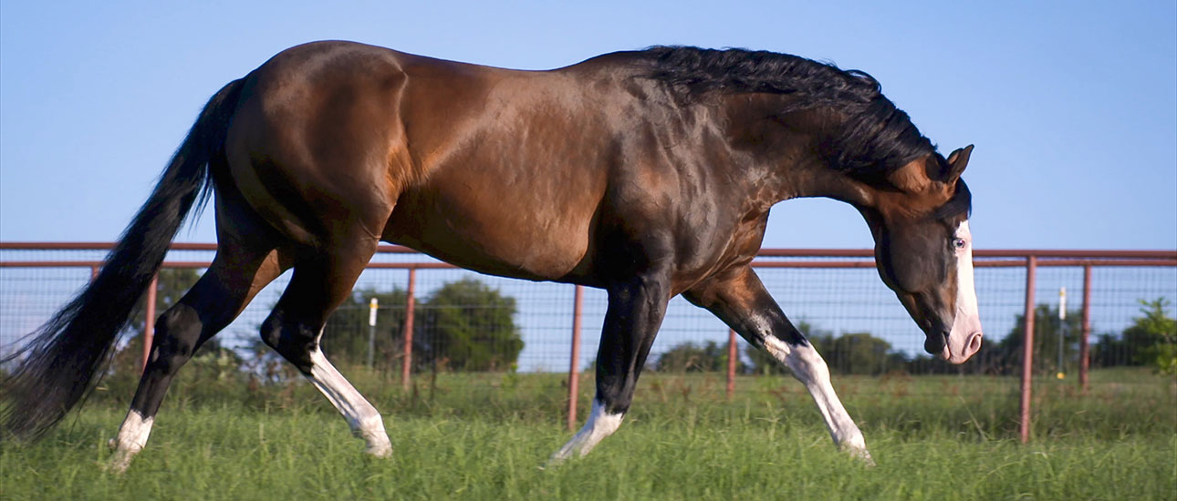stallion horse
