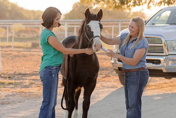 diarrhea in horses