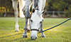 Bio-Sponge® For Horses