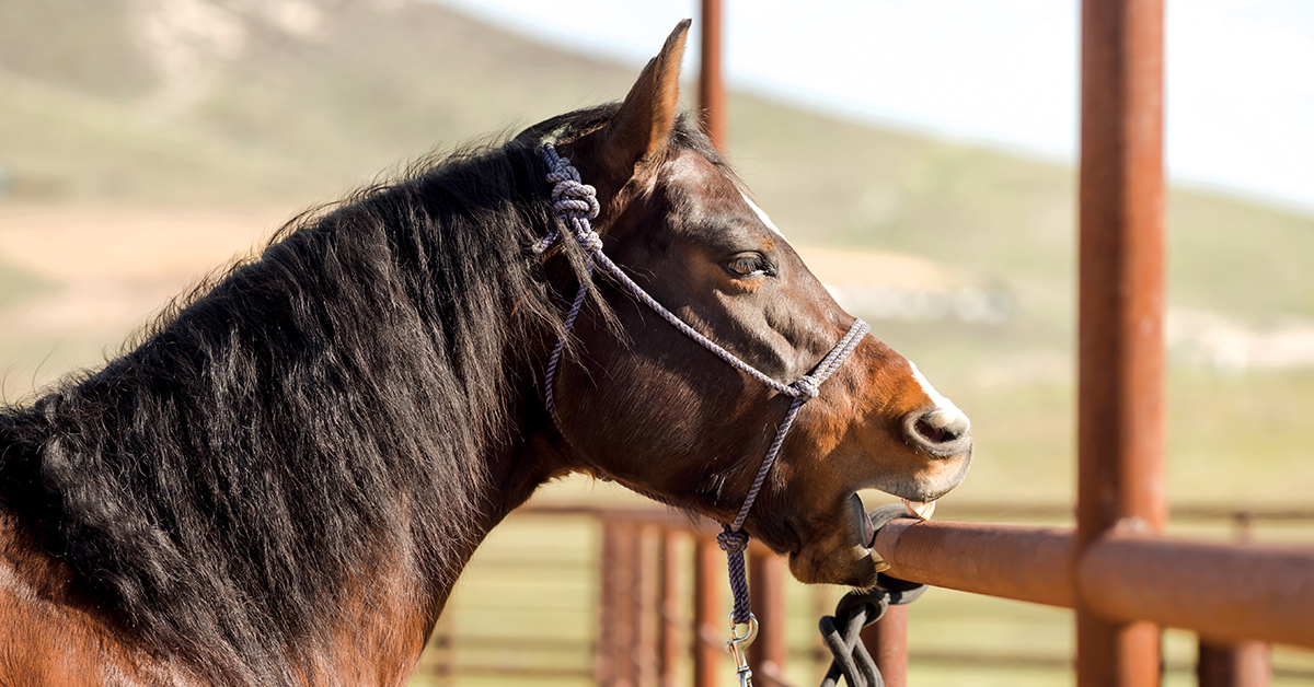 Cribbing in Horses What is Cribbing in Horses?