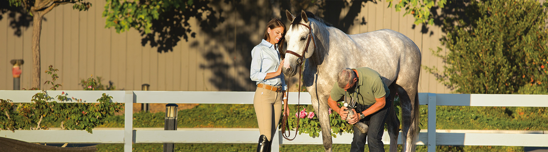 Vet checking horse's knee