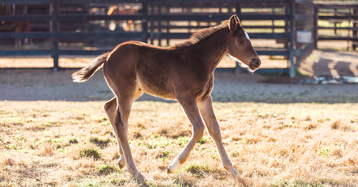 Foal Supplements Foal Care Support