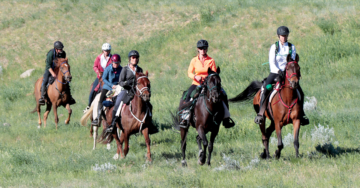 Endurance Horses