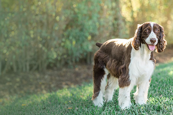 platinum natural pet food & care