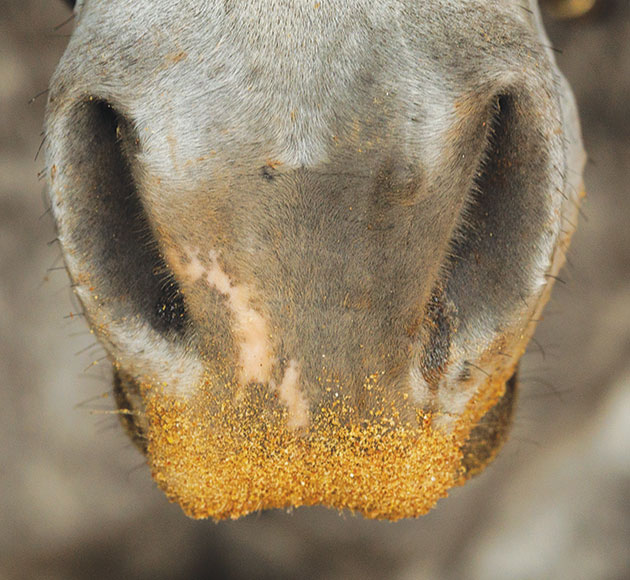 Does Platinum Make Horses Hot?