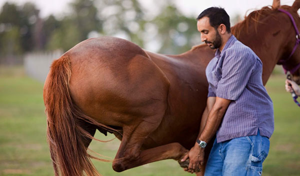 Waller Equine Hospital