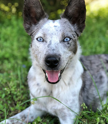 Is dog frisbee a sport?