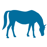 senior horse icon