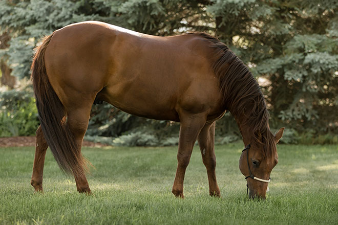 horse eating fresh pasture grass
