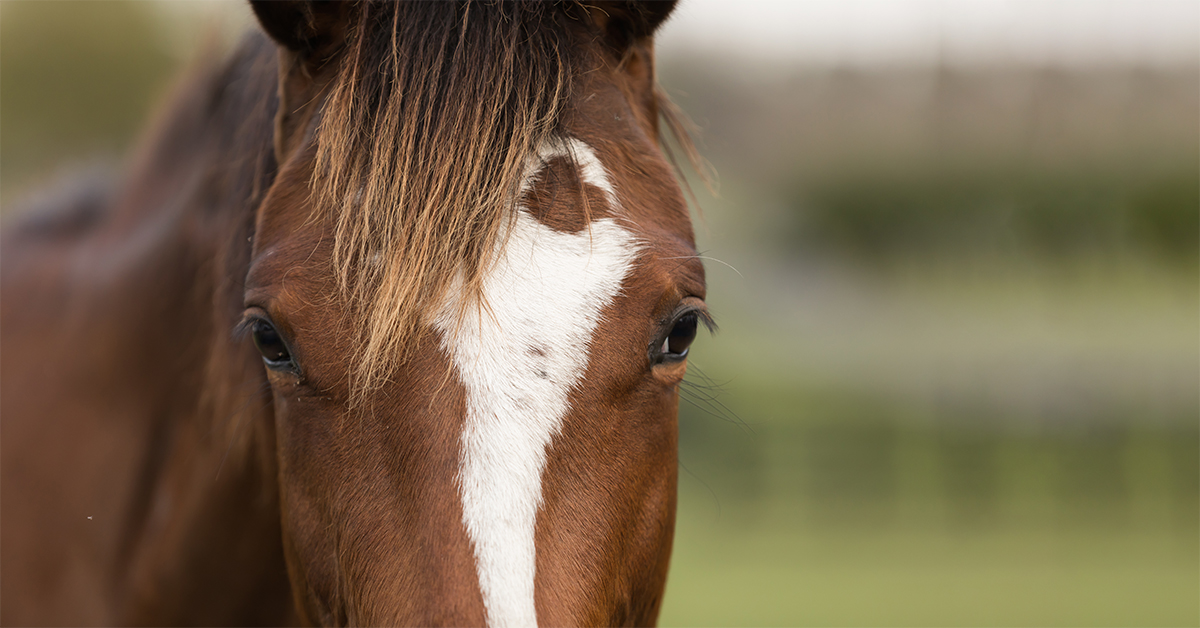 Headshaking in Horses Equine Headshaking Syndrome