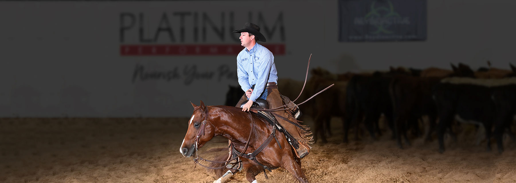 Cutting Horse Training and Competing