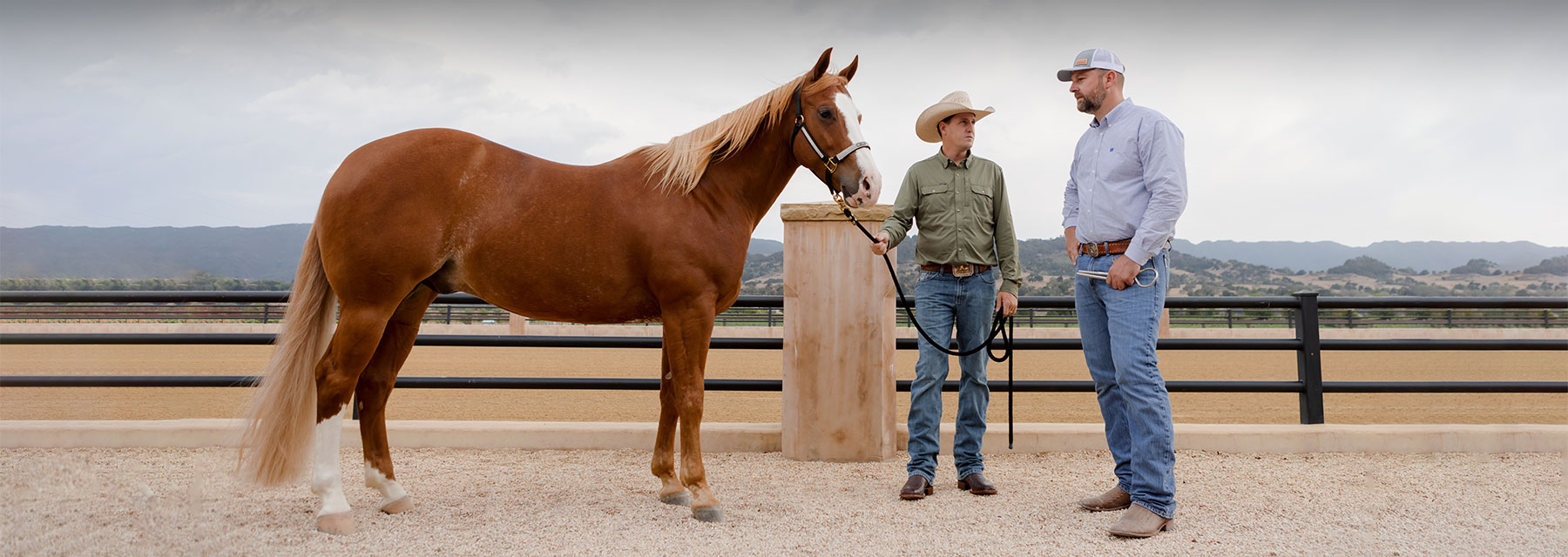 healthy horse hooves