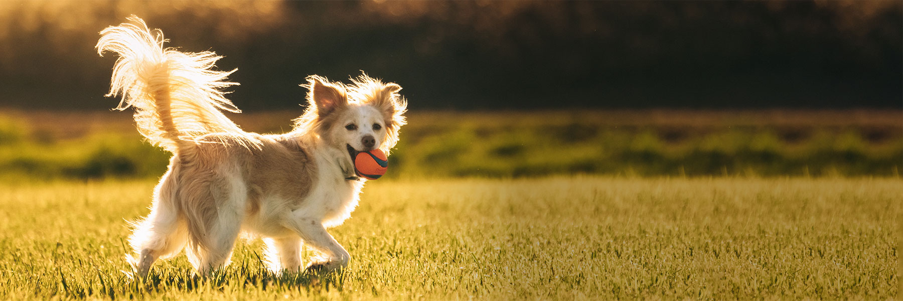 dog performance advisor xtended