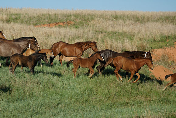 Many adult and young horses running