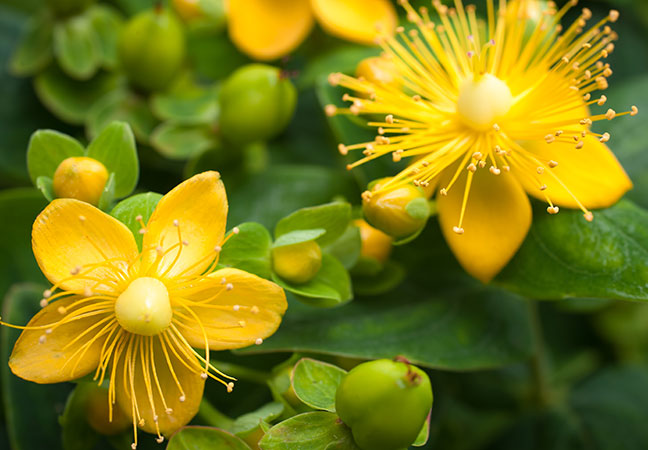 St. John’s Wort