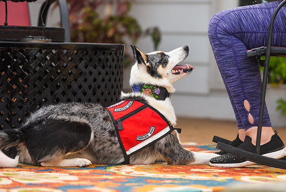 seizure service dogs