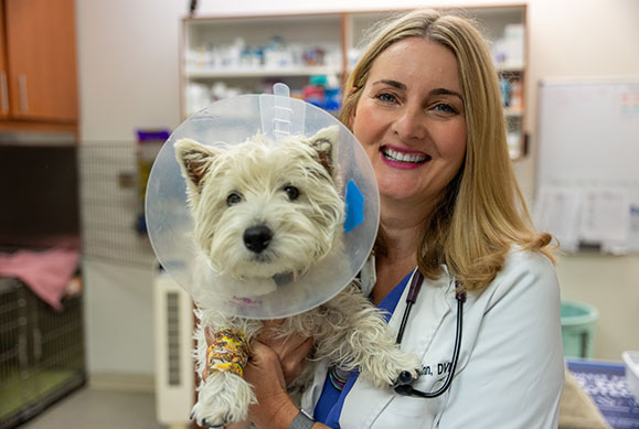digestion in dogs