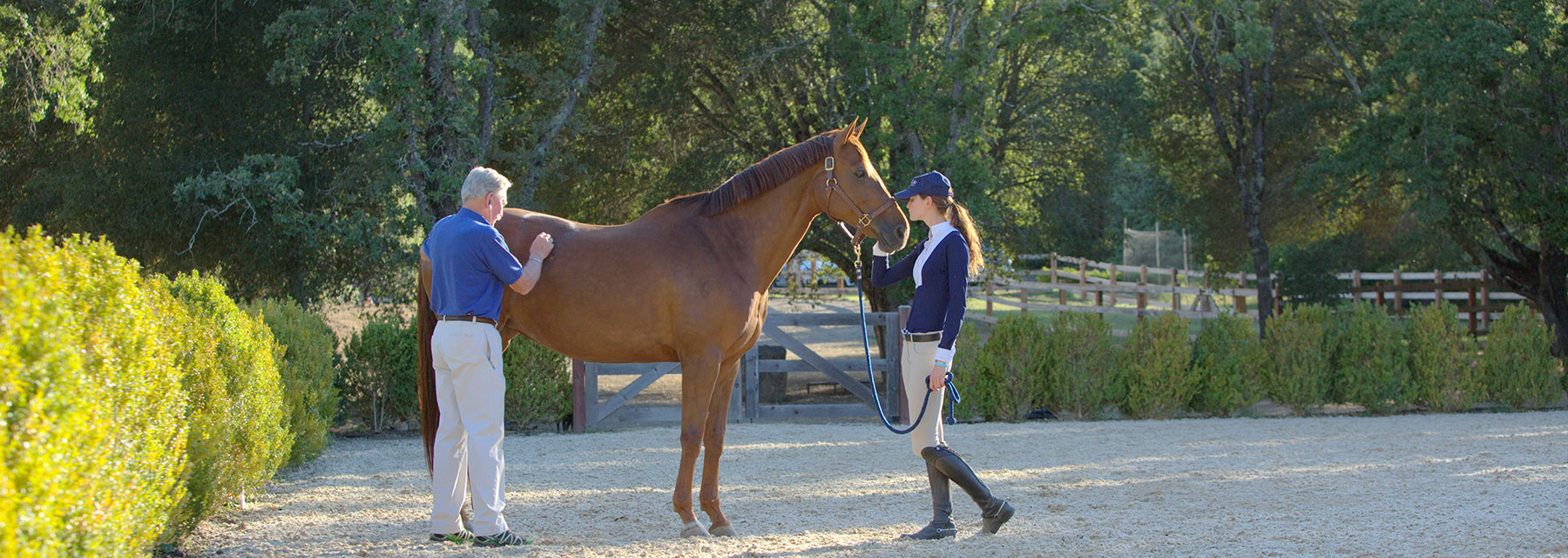 Bio-Sponge for Horses, Horse Digestive Supplement